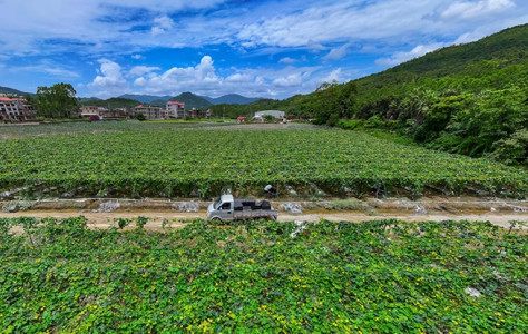 福建南安：盘活撂荒地 迎来果蔬丰