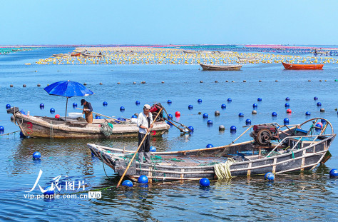 山东荣成：彩色浮漂扮靓夏日海田