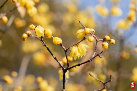 崇明这里的万株蜡梅，开！花！啦！