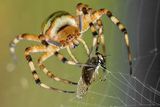 BBC媒体英语：以蜘蛛网为灵感的双面胶带可粘合伤口