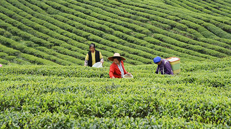 2.21 بالمائة ارتفاعا في حجم التجارة الخارجية للشاي في الصين خلال النصف الأول من عام 2024