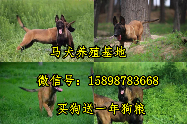 苏州吴江马犬幼犬价格