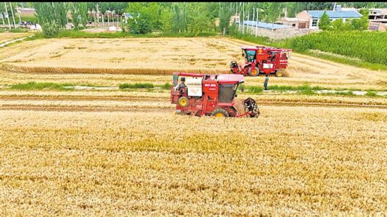 宁夏引黄灌区43万亩小麦陆续开镰