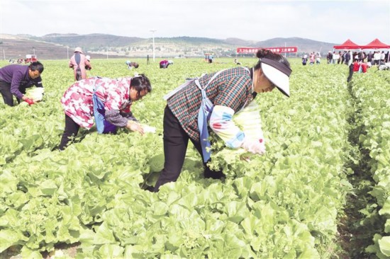 西吉县进行菜心采摘比赛