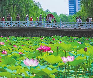 荷花盛开引客来