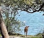 有小鹿在西湖游泳