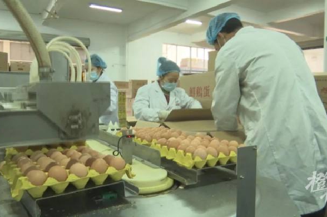每天15吨供应 浙江建德鸡蛋源源不断送达上海餐桌