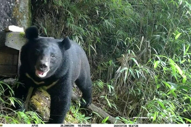 邵阳南山首次拍到黑熊觅食蜂蜜！管理处：拍到的是公熊，正努