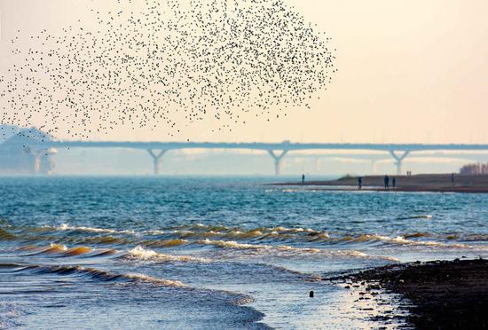 长沙江滩公园“接待”数万候鸟 成越冬天堂