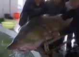 黑龙江渔民捕获650斤超大鳇鱼 为今年最重