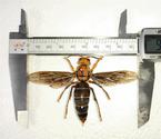 体长超6厘米的超级大黄蜂
