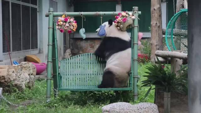 熊猫三大顶流同天过生日