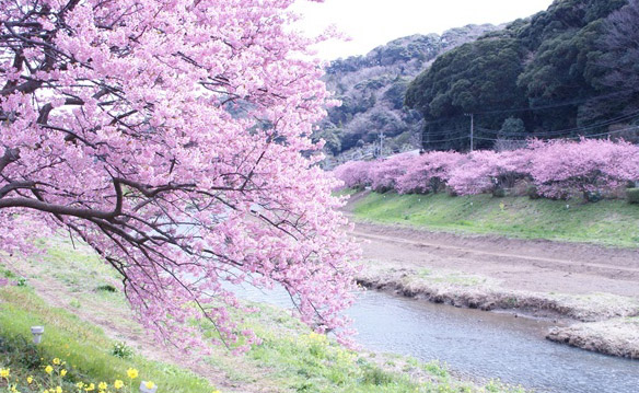 日本赏樱的花见礼仪