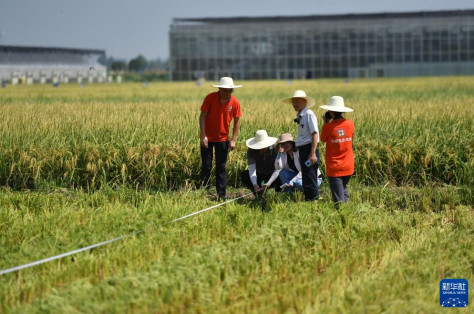 収穫量測定現場で、収穫面積を測定する作業員（8月7日撮影・陳振海）。