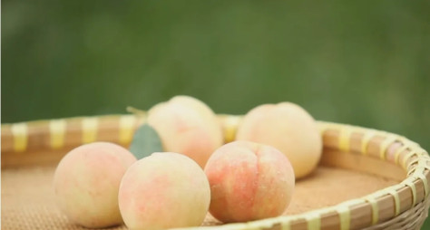 ジューシーな江蘇省陽山鎮産の水蜜桃　年間生産高は20億元以上