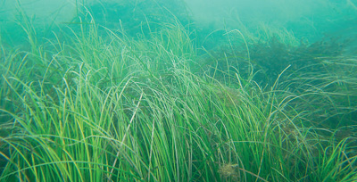 天鵝湖海域の海草。画像提供は中国海洋大学