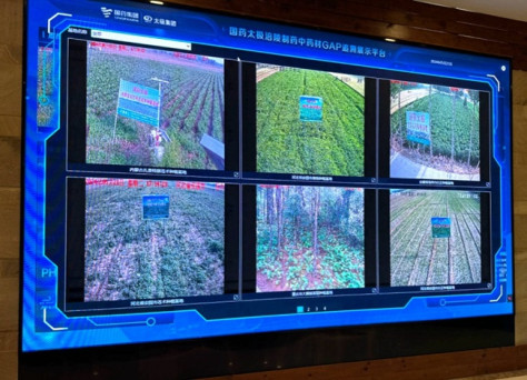 国薬太極生薬GAP追跡・展示プラットフォームで展示された栽培拠点のリアルタイムの画面。 撮影・李美玉