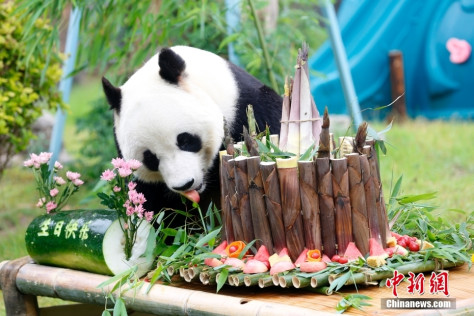 済南動物園が準備した特製バースデーケーキを楽しむジャイアントパンダの「雅吉」（5月26日撮影・郭玲）。