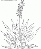 芦荟简笔画4