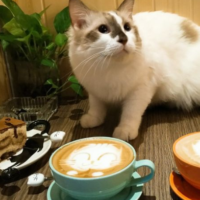 猫主题咖啡馆