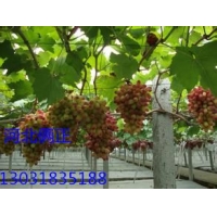 南方雨水红葡萄种植户用安平俩正葡萄架钢丝