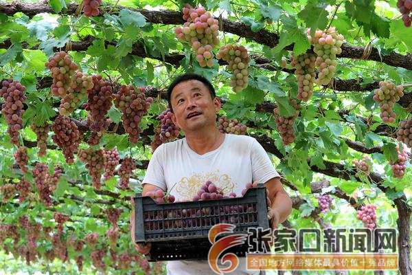  中秋佳节近 葡萄采摘忙