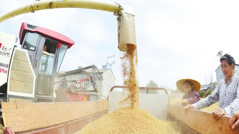 襄阳540万亩小麦丰收在握