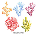 彩绘珊瑚设计