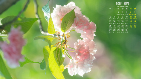 粉色的花朵2024年5月高清日历壁纸护眼