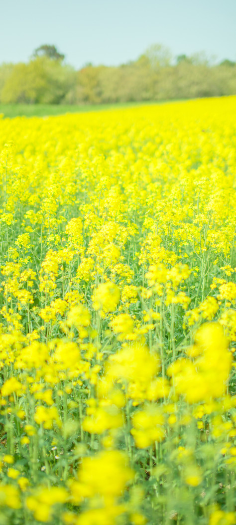 油菜花花海手机风景壁纸