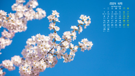 樱花2024年4月日历风景桌面壁纸