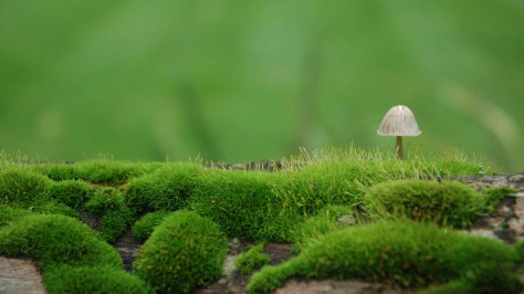 绿草地蘑菇苔藓植物护眼高清壁纸