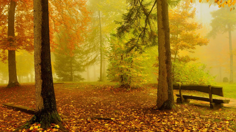 秋天,树,落叶,椅子,森林图片,自然风景壁纸