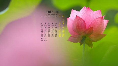 莲花2017年1月日历桌面壁纸