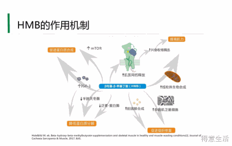 HMB帮你抗衰老达到理想的健康状态！