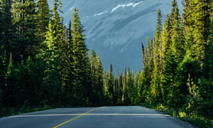 大山下公路两边的树林摄影图片