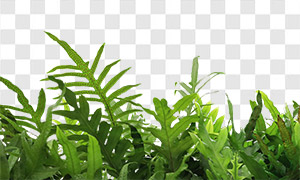 绿叶蕨类植物前景装饰适用免扣图片