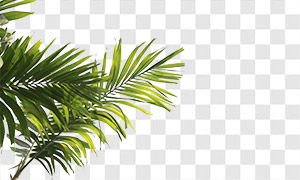 前景装饰用棕榈树叶子免扣图片素材