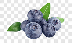 表皮覆盖着天然白霜的蓝莓免扣图片