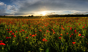 阳光下的红色花朵田地摄影高清图片