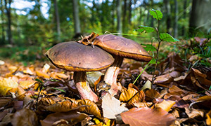 生长在野外的蘑菇特写摄影高清图片