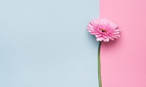 粉红色的菊花近景特写摄影高清图片