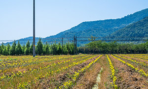 田间地头风光与远处的大山摄影图片