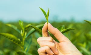 春季刚刚采摘的茶叶幼芽摄影图片