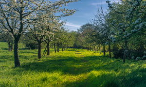 鲜花树木与葱郁的草地摄影高清图片