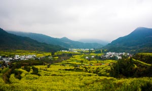 婺源江岭春装外景农田摄影图片