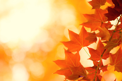 5张高清秋天树叶图片