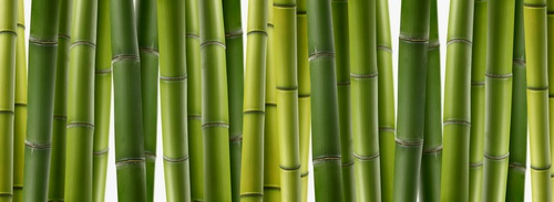 6张高清竹子竹林图片素材