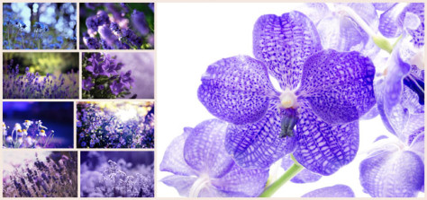 蓝色花卉图片素材