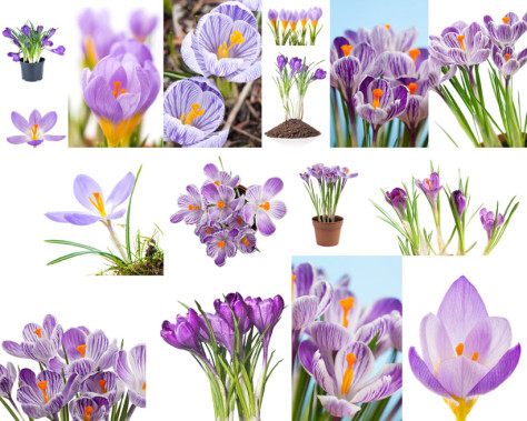 盆栽景观紫色花摄影高清图片